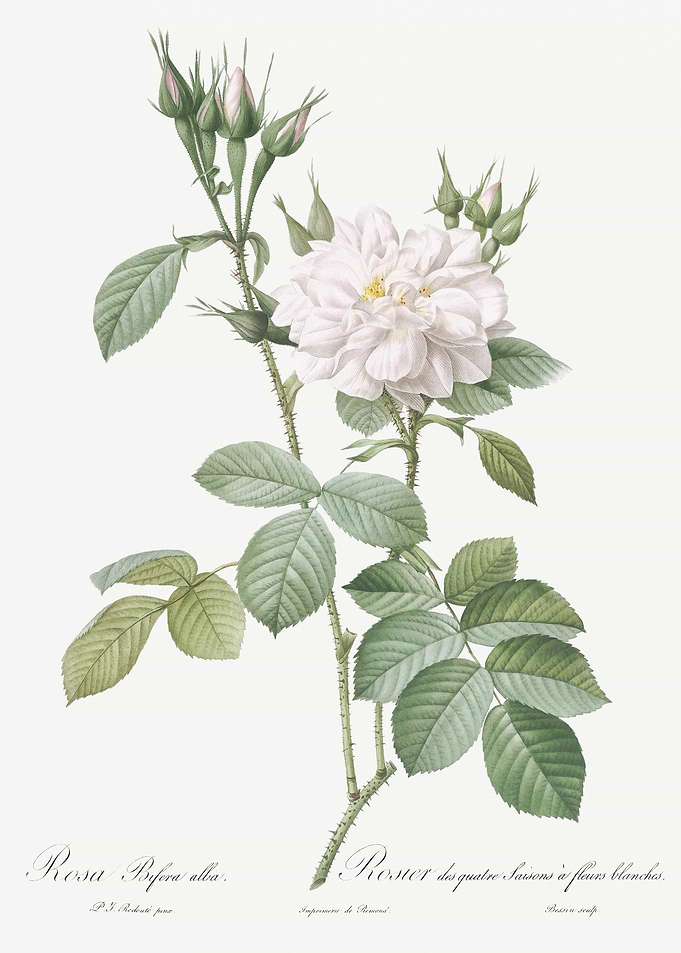 Blooming Autumn Damask Ros