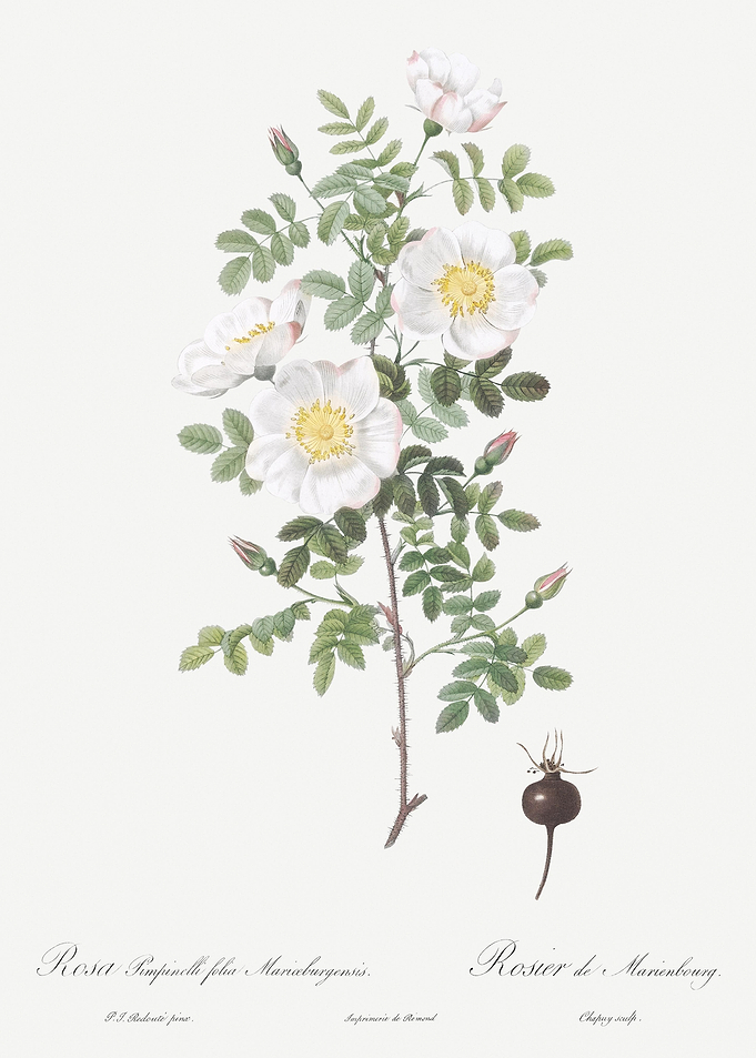 White Burnet Roses