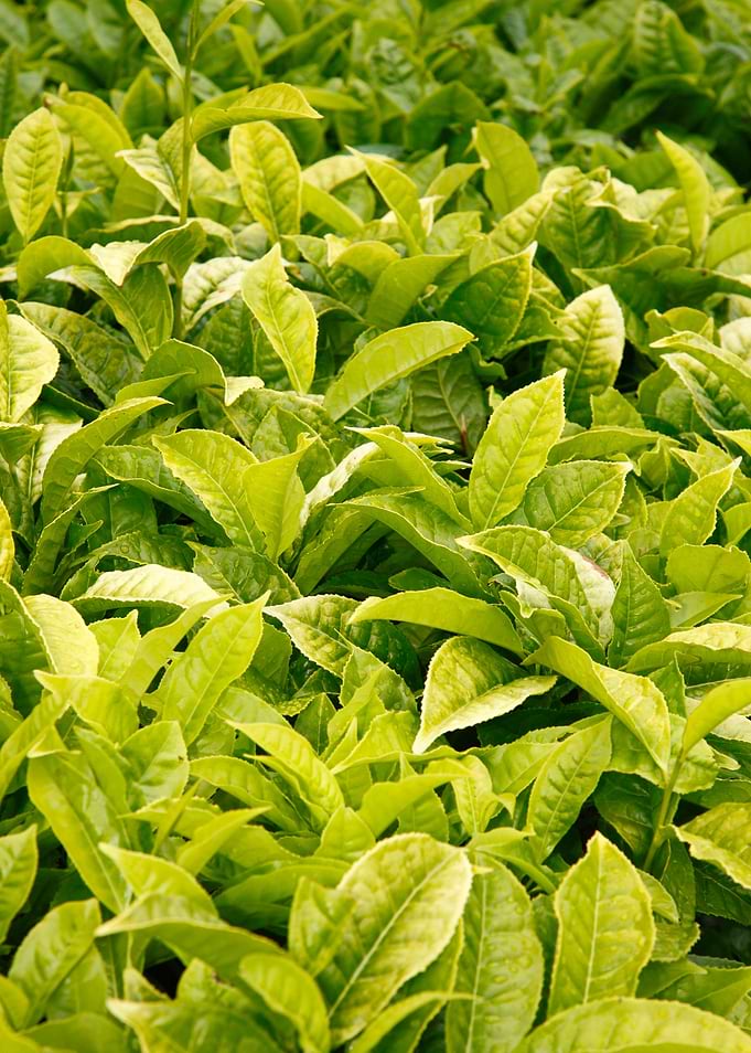 Indian variety of tea