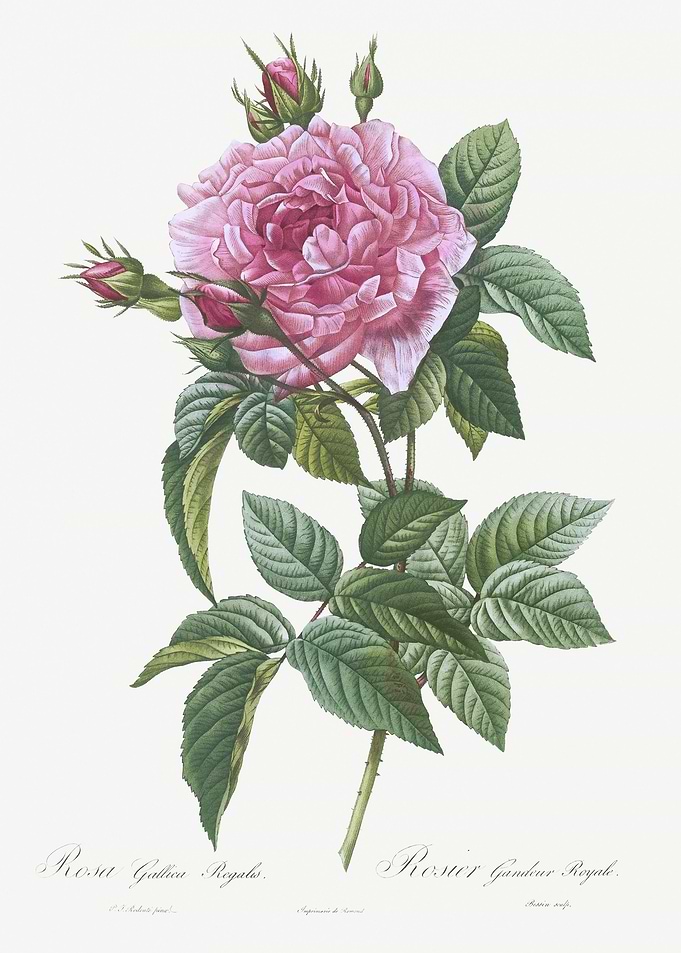 Blooming Pink French Rose