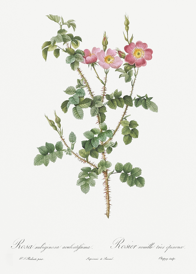 Prickly Sweet Briar Roses