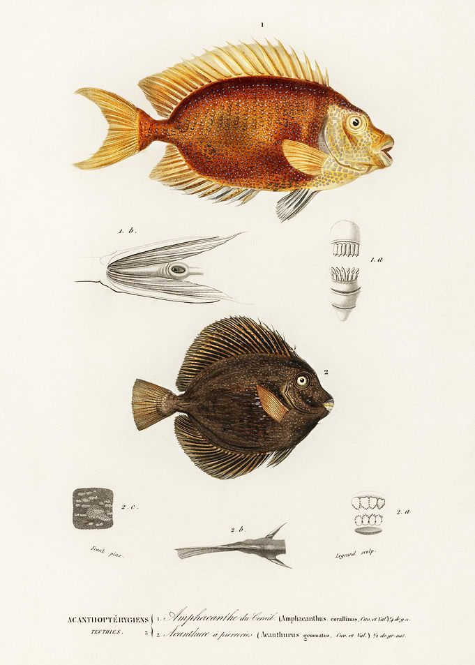 Different Types Of Fishes