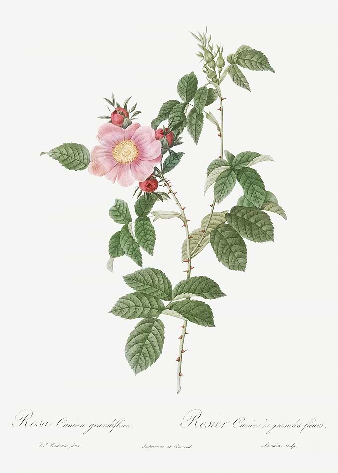 Dog Rose In Bloom