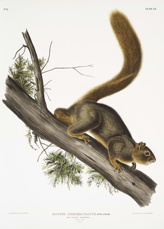 RedTailed Squirrel Sciurus