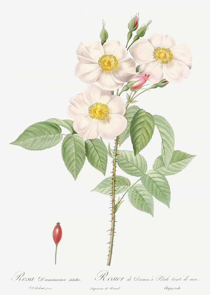 Blooming Damask Roses
