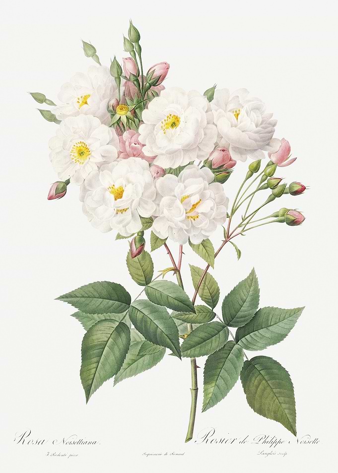 Flowering Rosebush