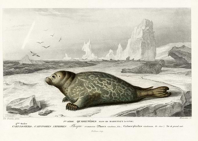 Phoca Illustrated By Charl