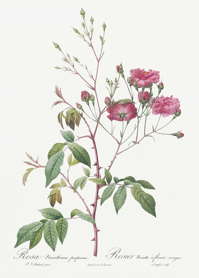 Pink Noisette Roses