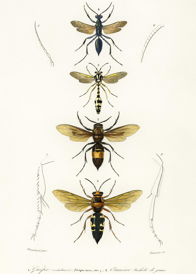 Different Types Of Wasps I