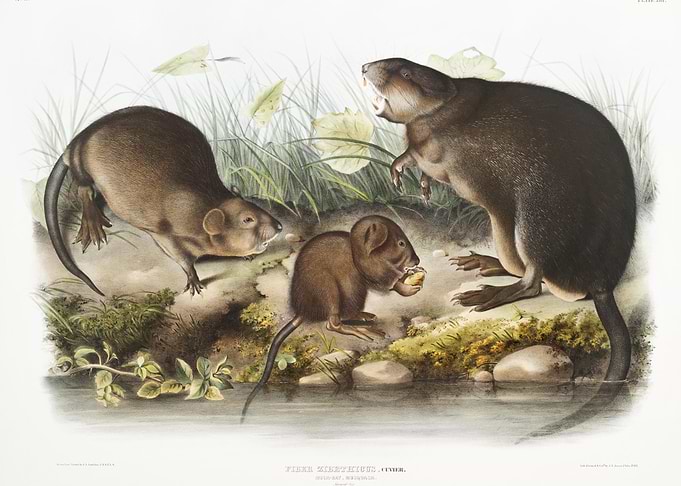 MuskRat Musquash Fiber Zib