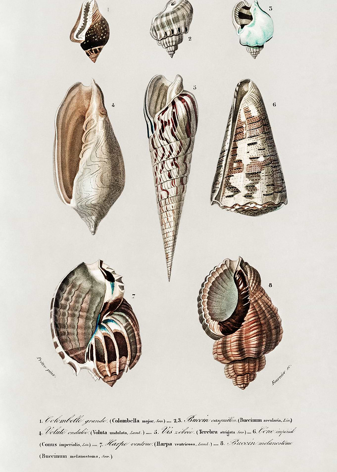 Different Types Of Mollusk
