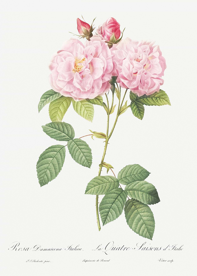 Italian Damask Rose