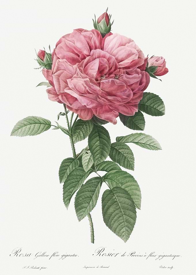 Giant French Rose