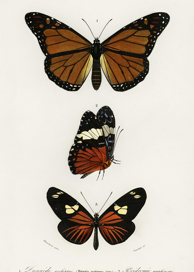 Different Types Of Butterf