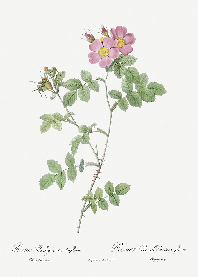 Pink Sweetbriar Roses