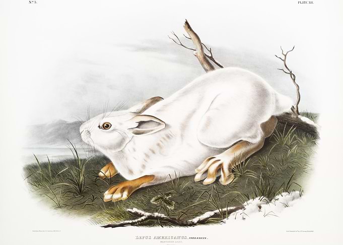 Northern Hare In Winter Le