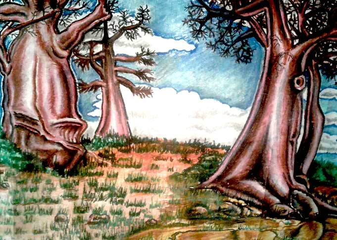 Baobab Trees