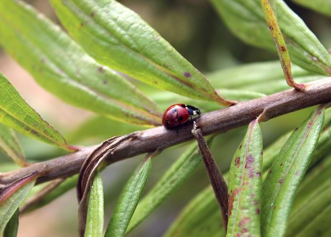 Damaged Ladybug
