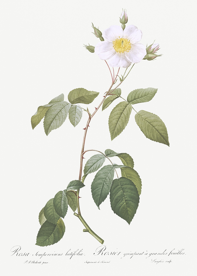 Big Leaved Climbing Rose