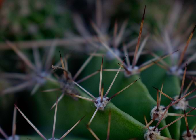Cactus