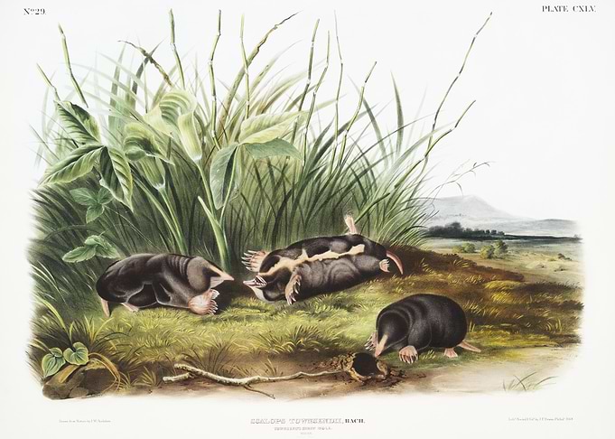 Townsend39S Shrew Mole Sca