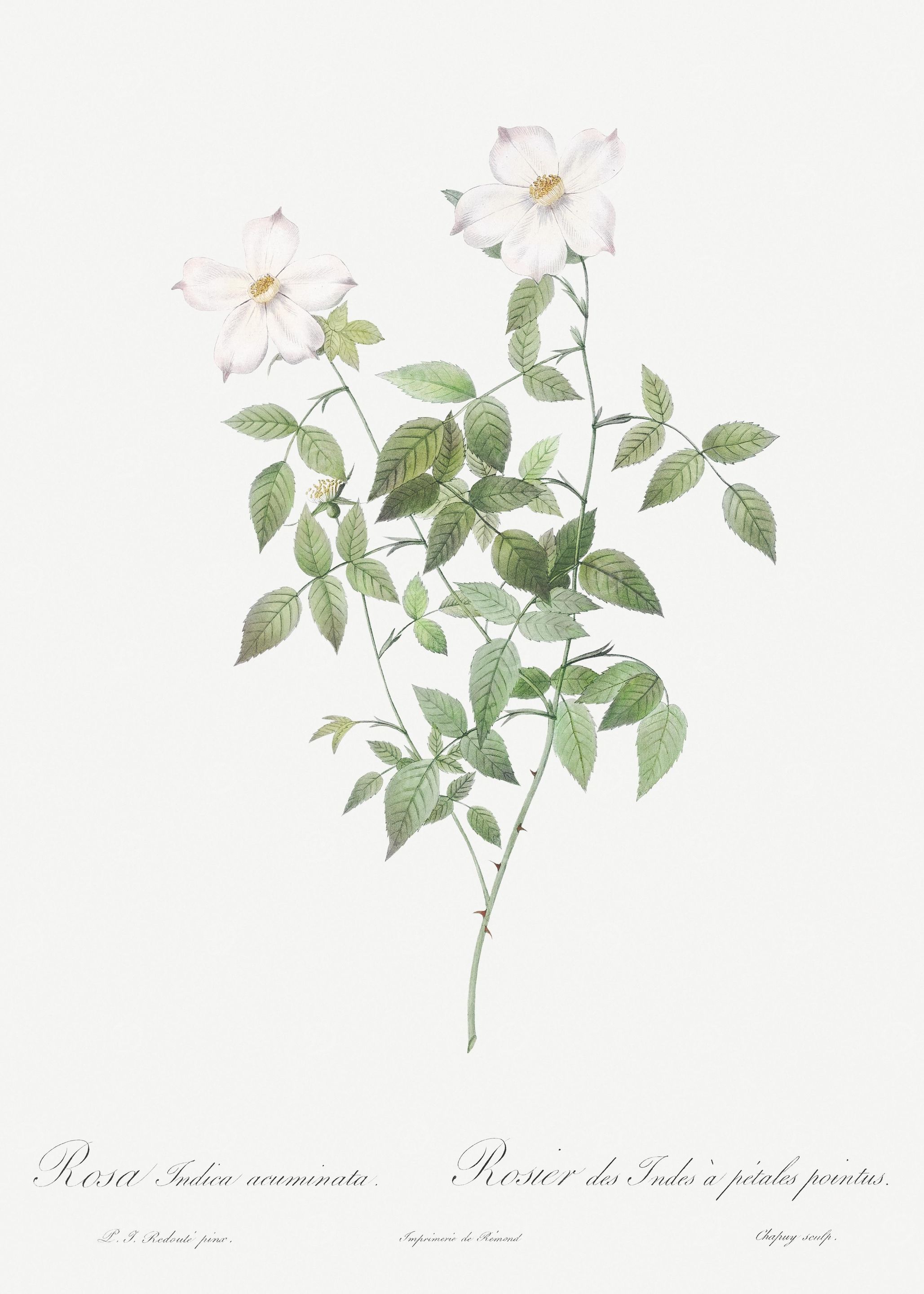 White Blooming Rosebush