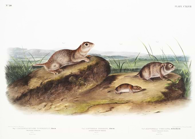 American Souslik Spermophi