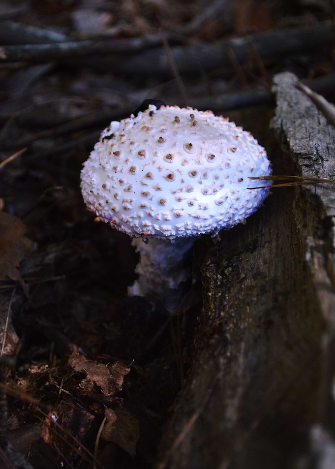 Mushroom 2