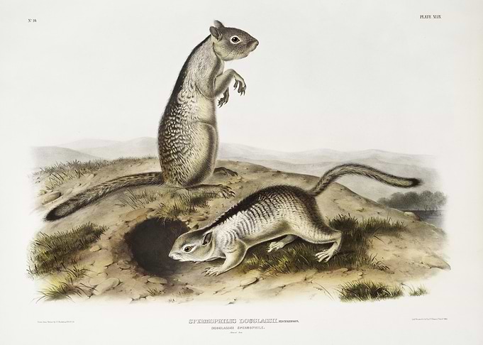 Douglasse39S Spermophile S