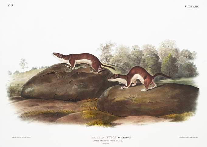 Little American Brown Weas