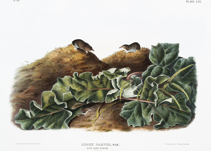 Say39S Least Shrew Sorex P