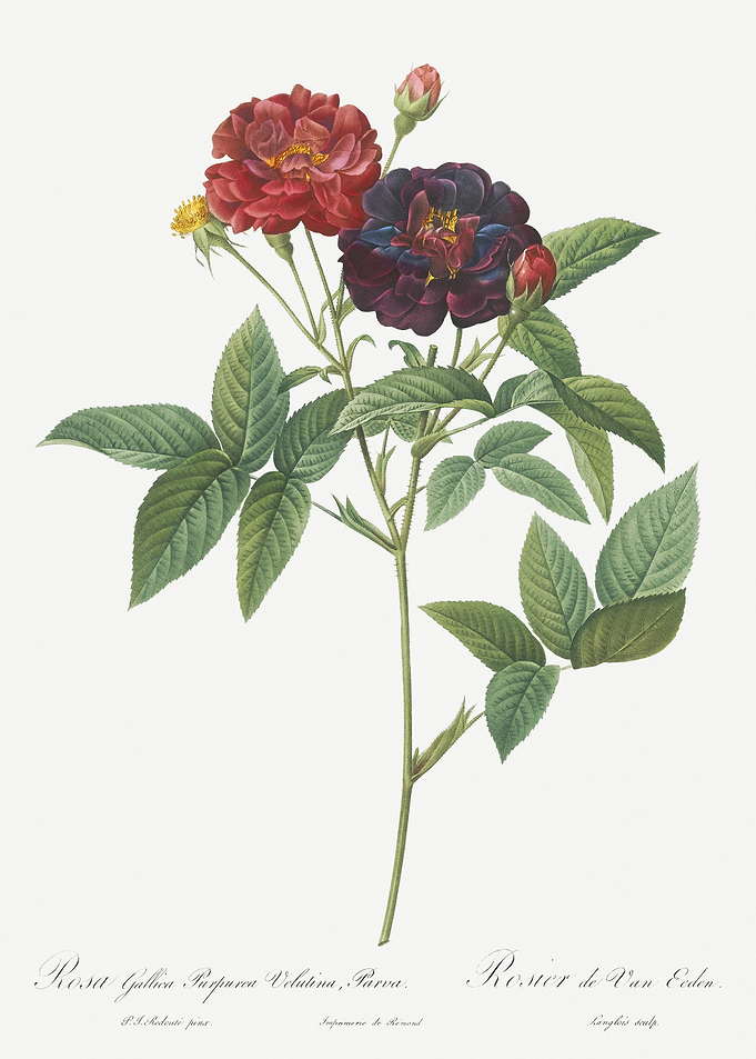 Van Eeden Rose
