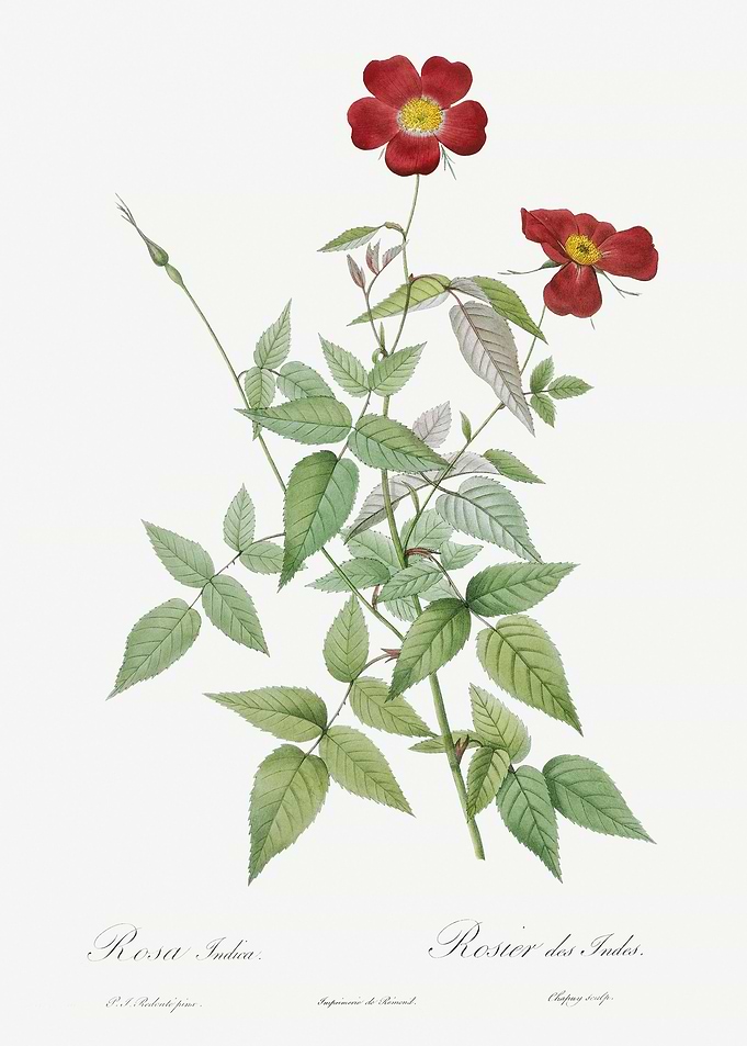Blooming Red Rosebush