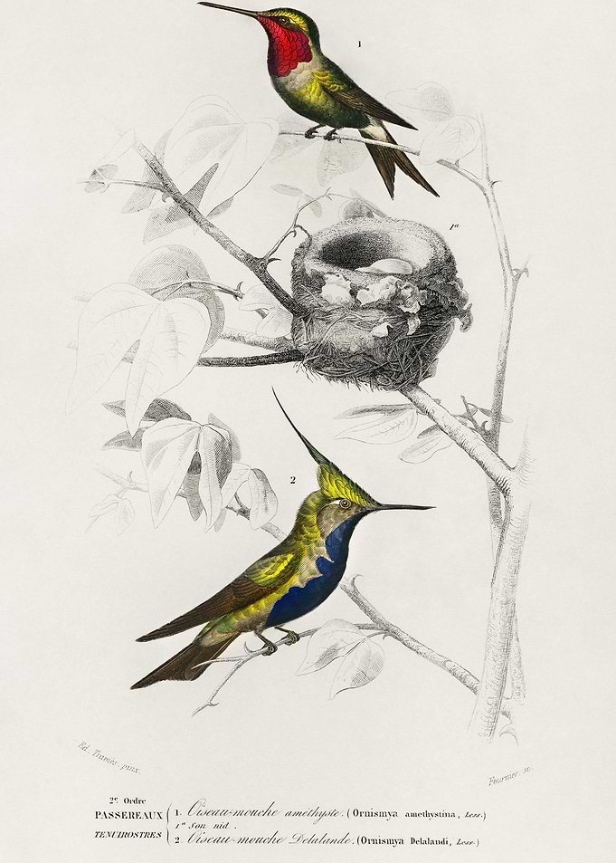 Different Types Of Birds I