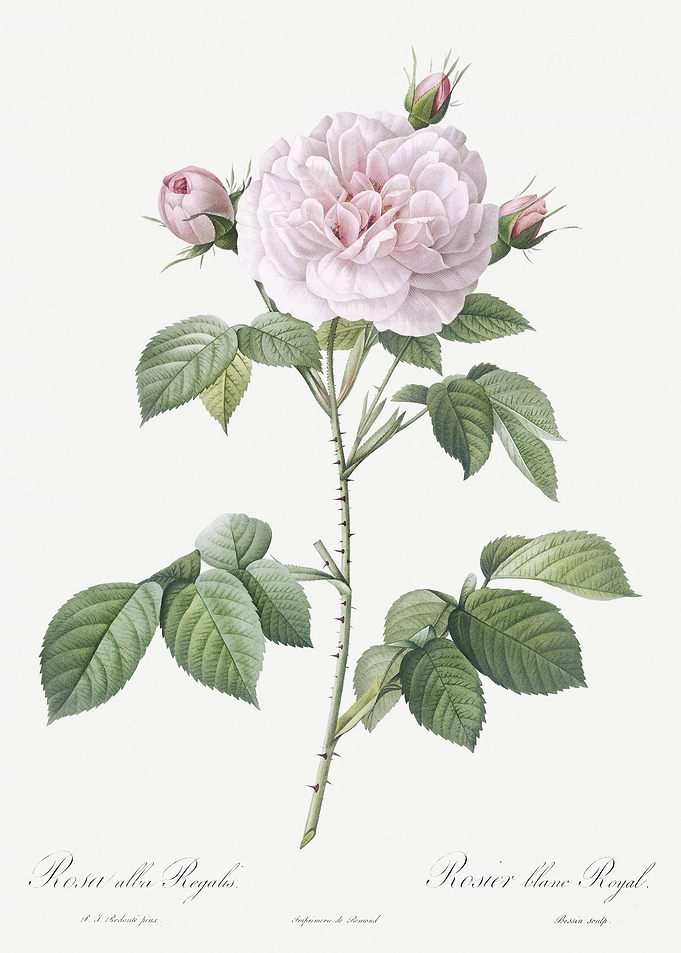 Vintage Rosa Alba Poster