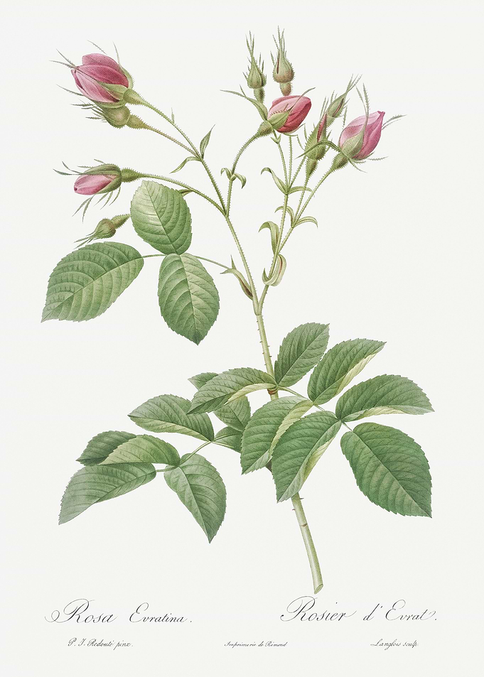 Pink Crimson Buds