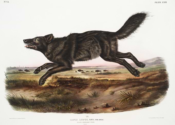 Black American Wolf Canis
