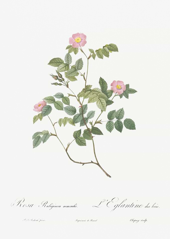 Blooming Pink Rosebush