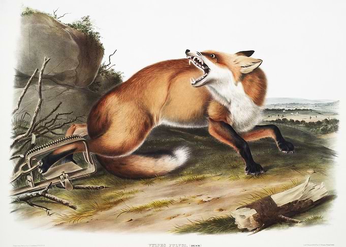 American RedFox Vulpes Ful