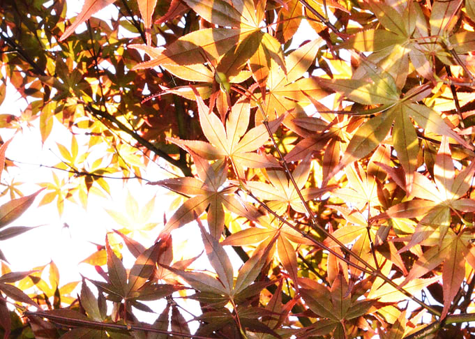 Maple Leaves