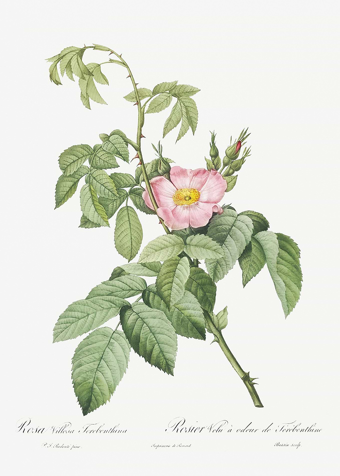 Pink Apple Rose In Bloom