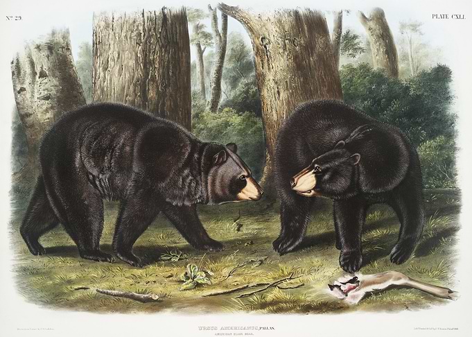 American Black Bear Ursus