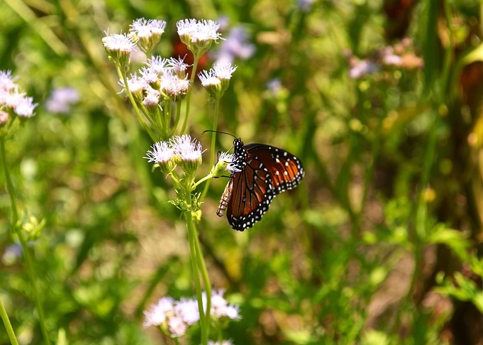 Butterfly 7