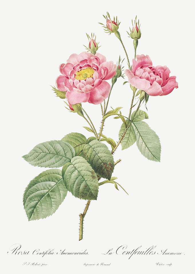 Vintage Pink Rose Poster