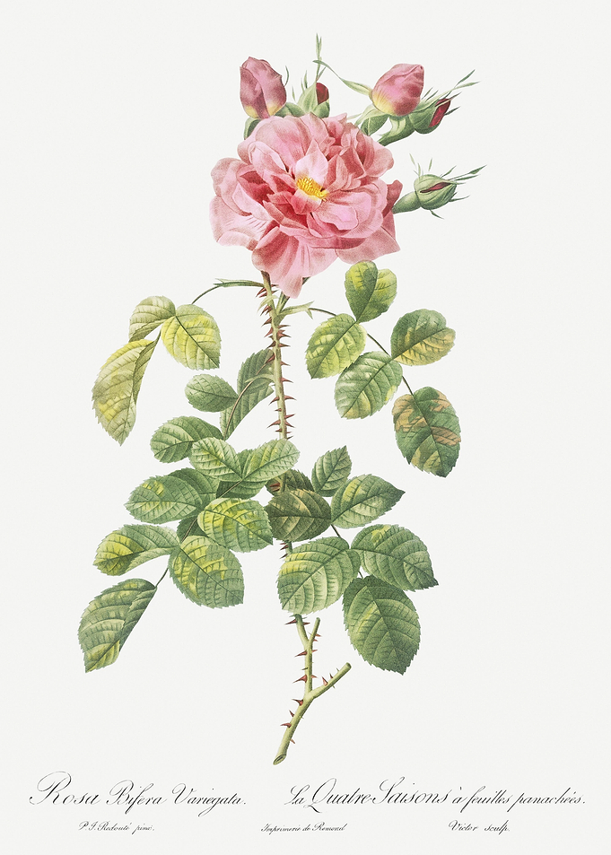 Four Seasons Rose In Bloom
