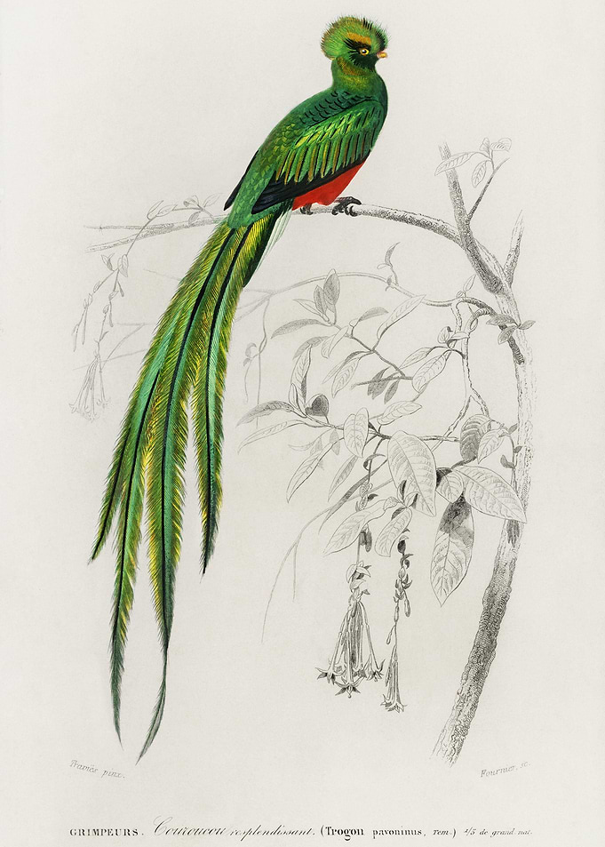 Pavonine Quetzal Pharomach