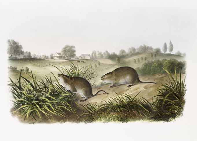 Wilson39S Meadow Mouse Arv