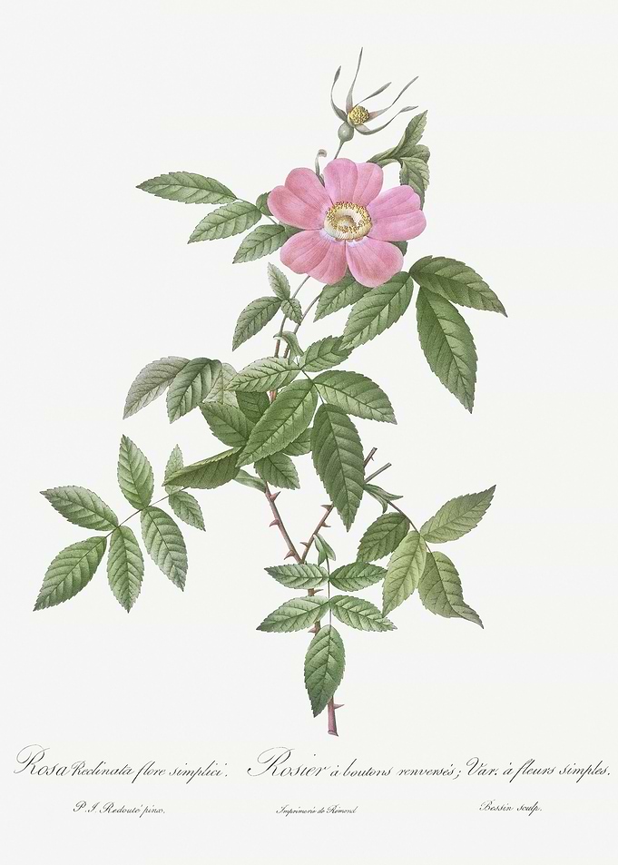Pink Boursault Rose