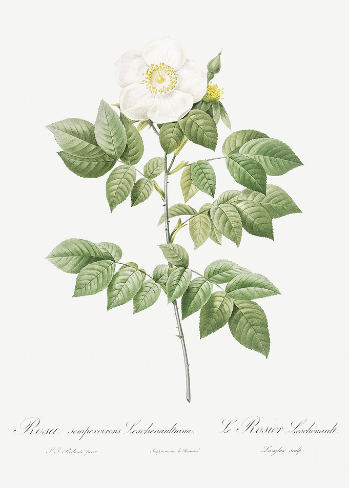 Vintage LeschenaultS Rose