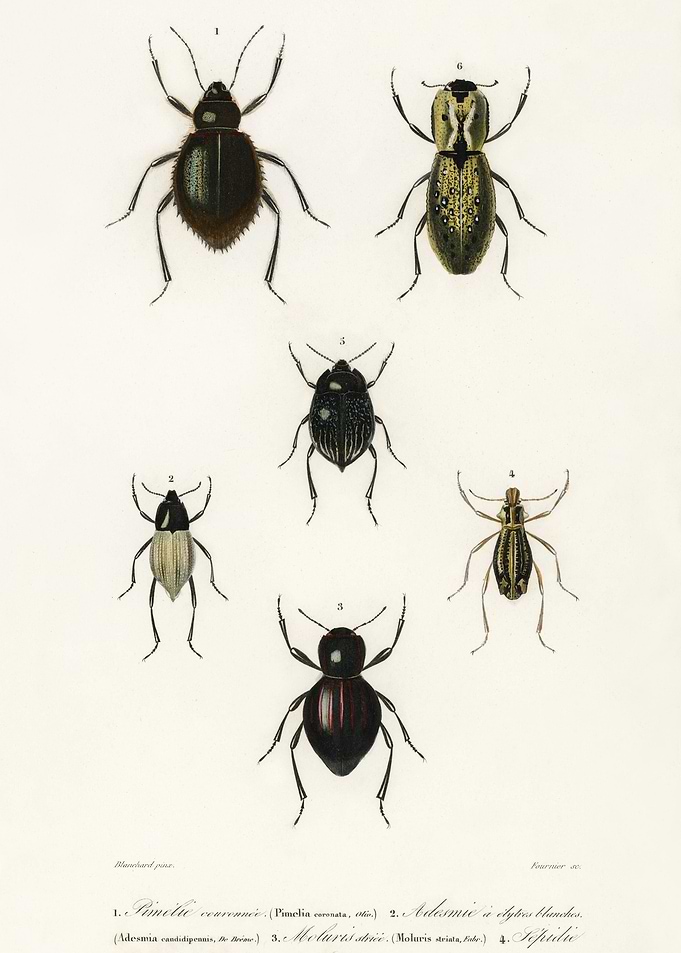 Different Types Of Beetles